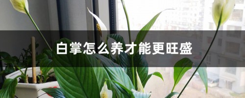 白掌怎么养才能更旺盛