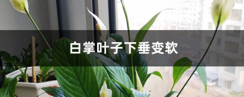 白掌叶子下垂变软怎么办