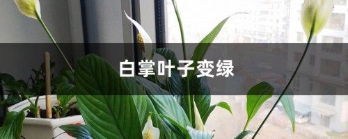 白掌叶子如何从黄变绿