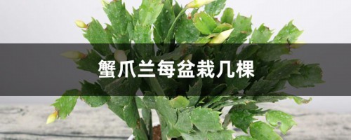 蟹爪兰每盆栽几棵比较合适，为什么不能多栽？