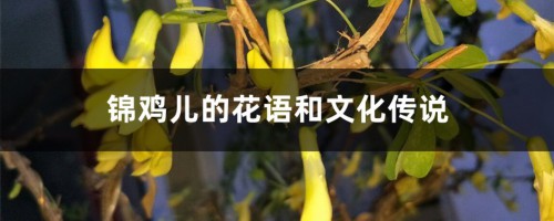 锦鸡儿的花语和文化传说