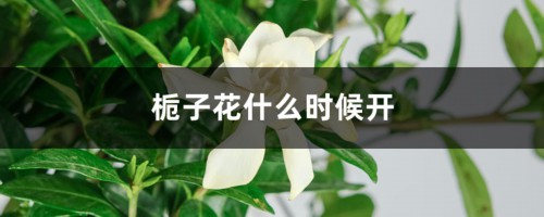 栀子花什么时候开，怎么养才能开