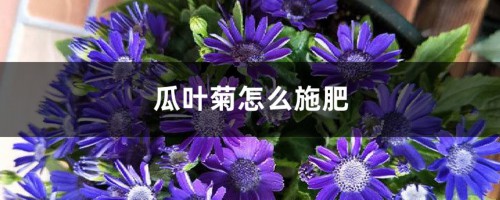 瓜叶菊怎么施肥