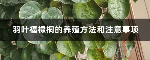 羽叶福禄桐的养殖方法和注意事项